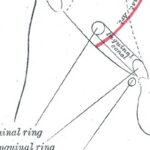 gray anatomy diagram of body with penis