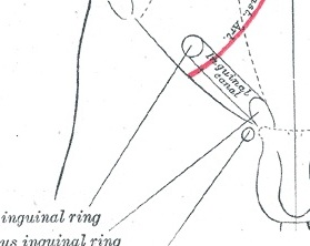 gray anatomy diagram of body with penis